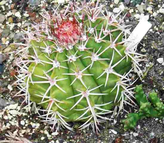 Melocactus_trujilloensis